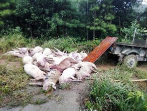 В Китае шаровая молния убила больше сотни свиней и ранила женщину