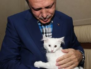 Премьер-министр Турции приласкал ванскую кошку