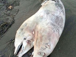 В Турции обнаружили двухголового дельфина