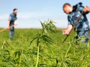 Armenian law enforcers destroy over 29 tons of hemp