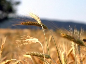 Նախարար. Հայաստանում 4 տարում ցորենի բերքն աավելացել է 85%-ով