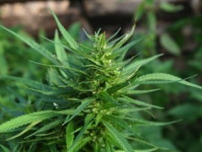 Armenian law enforcers destroy over 38 tons of hemp as of August 16