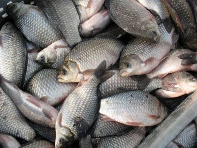 We always supplied high quality fish to Russia – Armenian expert