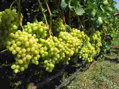 Agriculture Minister: Armenia can cultivate more grapes