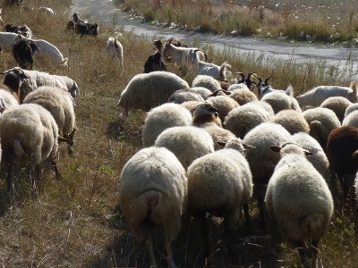 Գողություններ անասնագոմից եւ ջրավազանից