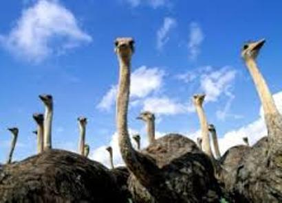 Armenia ex-minister’s ostrich business successfully develops – newspaper