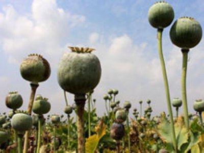 Опиумные маки больше не нужны для производства обезболивающих
