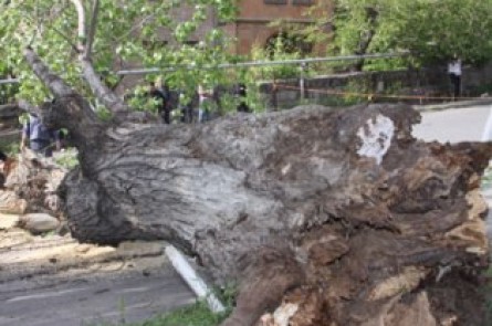 Կոմիտասի պողոտայում ծառն ընկել է մայթեզրին