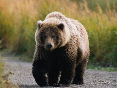 Արջն ու մարդը հանդիպել են աղբավայրում