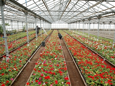 Երեւանը կզարդարվի շուրջ 3 մլն ծաղիկներով