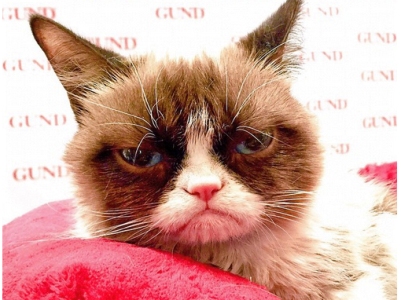 Grumpy Cat-ն ԱՄՆ-ում խաղալիքների տոնավաճառ է այցելել