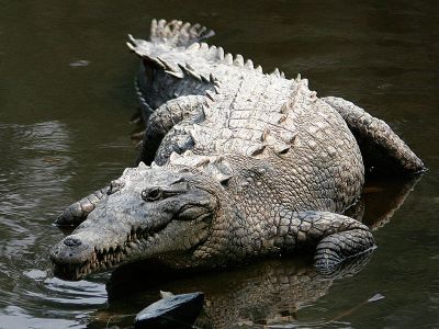 В крови крокодилов нашли мощные антимикробные средства