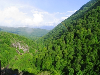 Իջեւանի անտառտնտեսության երկարամյա պետն աշխատանքից ազատվել է