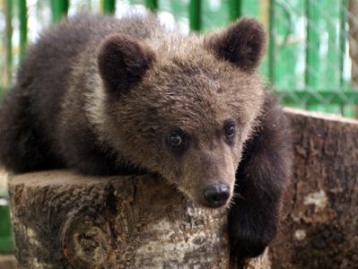 В Армении медведь наведался в сельский дом