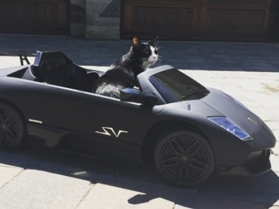 Դիջեյն իր կատվի համար Lamborghini է գնել