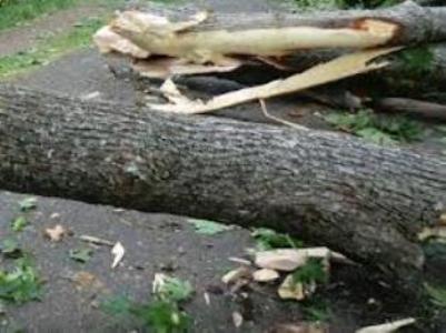 Երեւանում ծառը տապալվել է «Նիսան»-ի վրա