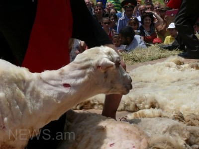 Ֆոտոխցիկ՝ ոչխարին ամենից արագ ու որակով խուզողին. փառատոնի արդյունքները