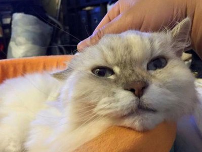 Кошка может довести своего хозяина до шизофрении