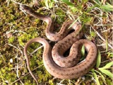 One fatal snake-bite case recorded in Armenia in first 5 months of 2015