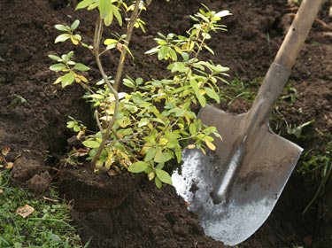 Turkey court orders policeman to plant 600 trees