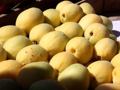 Newspaper: Armenia apricot exports could bring either huge income or huge loss in few days