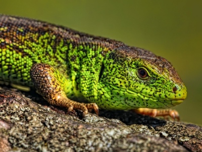 Global warming causes lizards to change sex