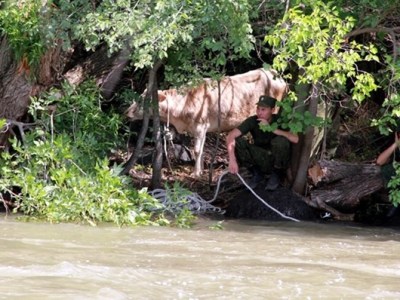 Cow seeking ‘political asylum’ in Armenia returned to Turkey (PHOTOS)