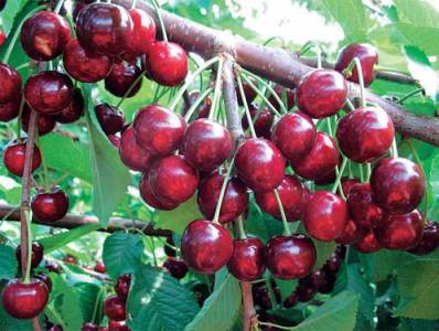 Armenia exports 40,053 tons of fruits and vegetables so far in 2015