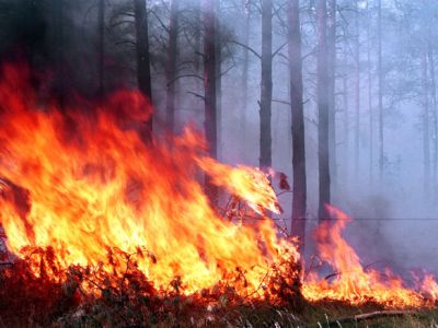 50,000 hectares forest area on fire in Siberia