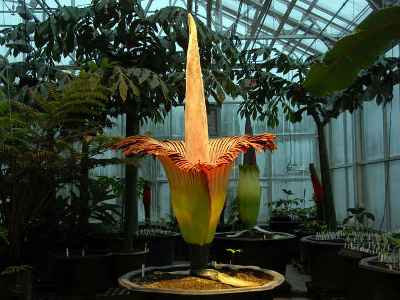 Բելգիայում «դիակի ծաղկի» ծաղկելուն հնարավոր կլինի հետեւել օնլայն