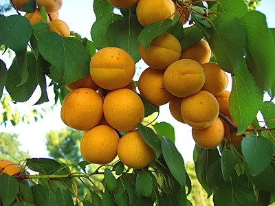 2015 թվականի սկզբից Հայաստանում 110 հազար տոննա պտուղ են աճեցրել