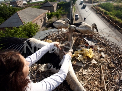Armenian ornithologists research storks (PHOTOS)