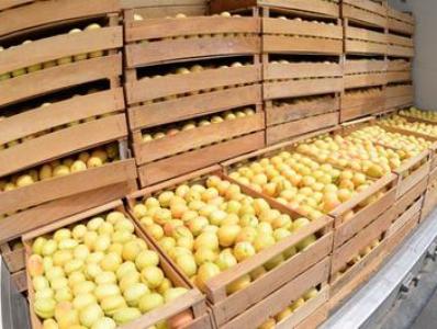 Armenia exports over 10 times more apricot this year