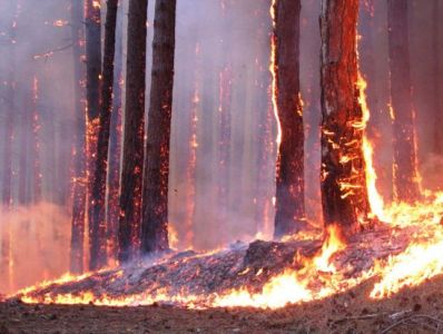 Около 164 гектаров леса сгорело за сутки в Якутии
