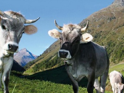 Շվեյցարիայի Ալպերում կովերը տրորելով սպանել են զբոսաշրջիկ կնոջը