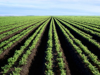 Armenia’s Agriculture Minister visits country’s Aragatsotn province