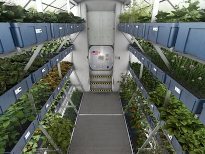 NASA-ի տիեզերագնացներն առաջին անգամ տիեզերական կայանում աճեցրած հազար են կերել