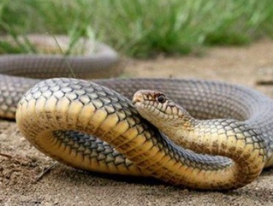 Գյուրզա օձը մտել է տուն