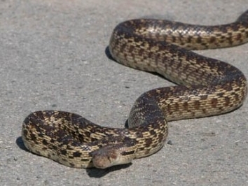 Armenia woman dies from snake bite