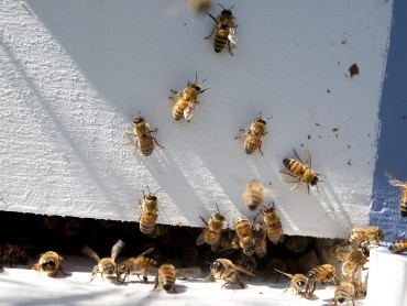 Expert: 2 bee sting-related deaths occur in Armenia so far in 2015
