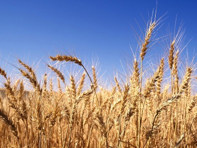 Agriculture ministry: Armenia wheat yield is up considerably