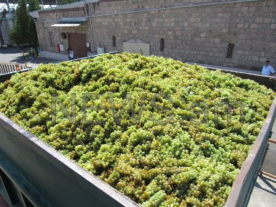 Министр: Выплаты фермерам за виноград задержатся на несколько месяцев из-за рубля
