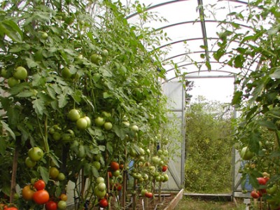 Մինչեւ տարվա վերջ Հայաստանում 40-45 հա ժամանակից ջերմոցներ կկառուցվեն. նախարար