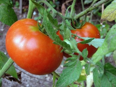 Ministry: Armenia is not importing tomatoes