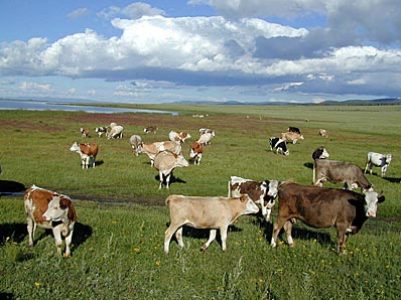 Shepherd missing  in Armenia's Syunik region