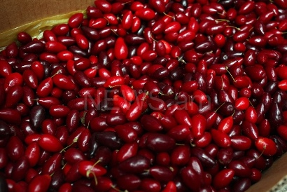 «Օձունի գանձերը» փառատոնը զարմացրեց հատապտղի, մեղրի եւ բուժիչ բույսերի բազմազանությամբ (ֆոտո)