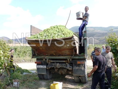 Տավուշի սահմանամերձ գյուղերում 100 տոկոս վնասված բերքի դիմաց բնակիչները   փոխհատուցում չեն ստացել (ֆոտո)