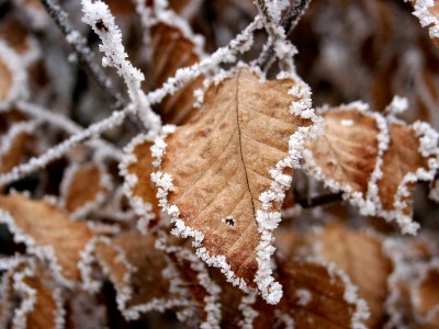 Սպասվում է ցրտահարություն. Գագիկ Սուրենյան