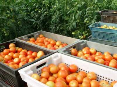 Գյուղնախարարությունը խորհուրդ է տալիս արագացնել բերքահավաքը