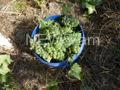Մրգաշատցիները հավաքած խաղողի բերքի մեծ մասը թափել են
